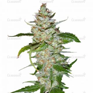 Семена сорта Sour Diesel Auto (Humboldt Seeds) Семена сорта Sour Diesel Auto (Humboldt Seeds)