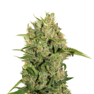 Triple Cheese fem (Barney's Farm) Triple Cheese fem (Barney's Farm)