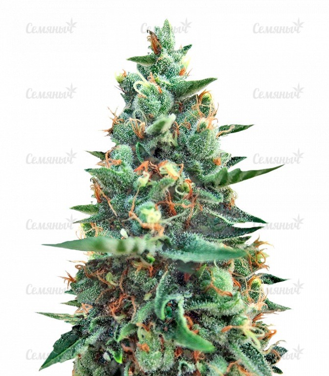 Семена сорта Sweet Purple (Paradise Seeds) Семена сорта Sweet Purple (Paradise Seeds)