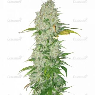 Семена сорта Original Cheese IBL (Paradise Seeds) Семена сорта Original Cheese IBL (Paradise Seeds)