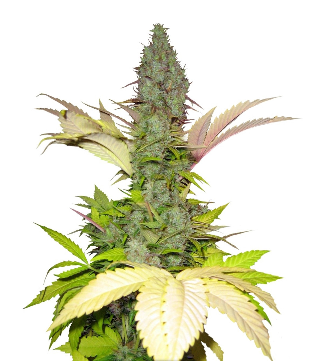 Семена сорта White Widow regular (Dutch Passion) Семена сорта White Widow regular (Dutch Passion)