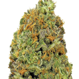 Wipeout Express auto (Heavyweight Seeds) семена конопли Wipeout Express auto (Heavyweight Seeds) семена конопли
