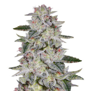Cорт Sweet Valley Kush (GHS)