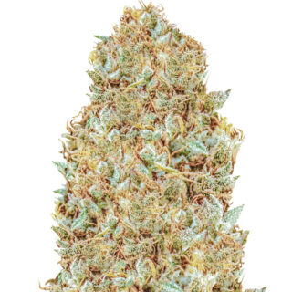 Семена сорта Monster Zkittles fem (Monster Genetics) Семена сорта Monster Zkittles fem (Monster Genetics)