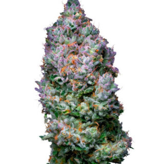 Сорт Açai Jelly by Sherbinskis fem (Silent Seeds) Сорт Açai Jelly by Sherbinskis fem (Silent Seeds)