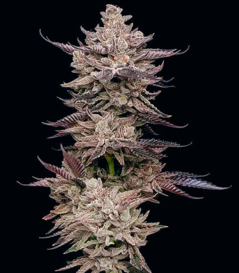 Сорт El Valle Haze fem (Compound Genetics) Сорт El Valle Haze fem (Compound Genetics) — изображение 3