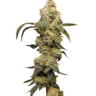 Сорт Farmer’s Daughter fem (Humboldt Seed Company)