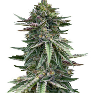 Сорт Humboldt Pound Cake fem (Humboldt Seed Company)
