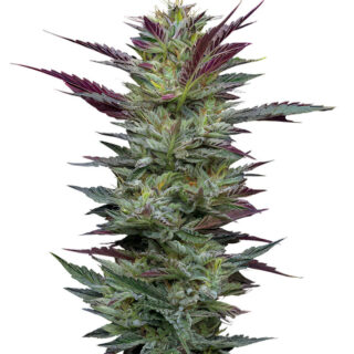 Сорт Notorious THC fem (Humboldt Seed Company)