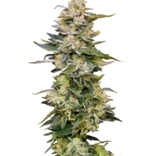 Сорт Nutter Budder fem (Humboldt Seed Company)