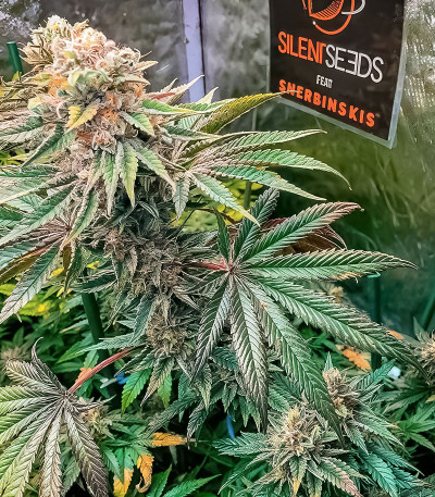 Сорт Pink Sunset by Sherbinskis fem (Silent Seeds) Сорт Pink Sunset by Sherbinskis fem (Silent Seeds) — изображение 4