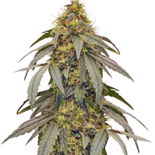 Сорт Polar Gelato by Sherbinskis fem (Silent Seeds) Сорт Polar Gelato by Sherbinskis fem (Silent Seeds)