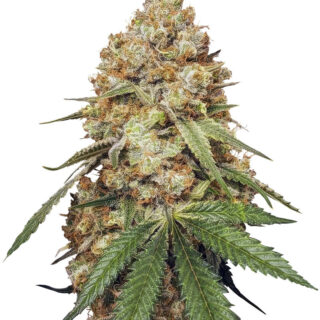 Сорт Slightly Stoopid Fruits fem (Humboldt Seed Company)