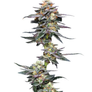 Сорт Vanilla Frosting fem (Humboldt Seed Company) Сорт Vanilla Frosting fem (Humboldt Seed Company)