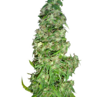 Сорт Mango Haze (Arjan's Ultra Haze #2) fem (GHS) Сорт Mango Haze (Arjan's Ultra Haze #2) fem (GHS)