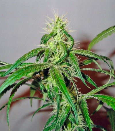 Сорт Mango Haze (Arjan's Ultra Haze #2) fem (GHS) Сорт Mango Haze (Arjan's Ultra Haze #2) fem (GHS) — изображение 5