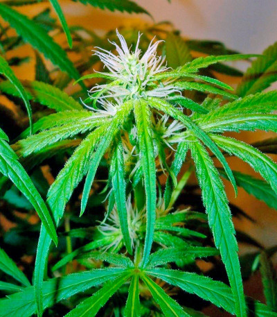 Сорт Mango Haze (Arjan's Ultra Haze #2) fem (GHS) Сорт Mango Haze (Arjan's Ultra Haze #2) fem (GHS) — изображение 6