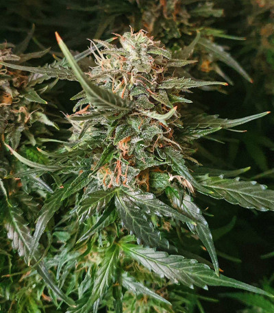 Сорт Auto Kryptonite fem (Pyramid Seeds) Сорт Auto Kryptonite fem (Pyramid Seeds) — изображение 5