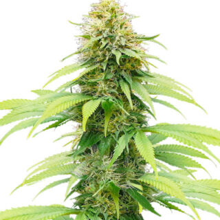 Сорт Auto CBG-Force fem (Dutch Passion) Сорт Auto CBG-Force fem (Dutch Passion)