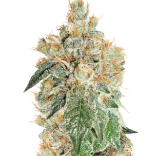Сорт Auto Colorado Cookies fem (Dutch Passion) Сорт Auto Colorado Cookies fem (Dutch Passion)