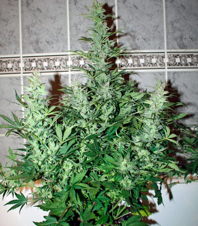 Сорт Auto Galaxy fem (Pyramid Seeds) Сорт Auto Galaxy fem (Pyramid Seeds) — изображение 3