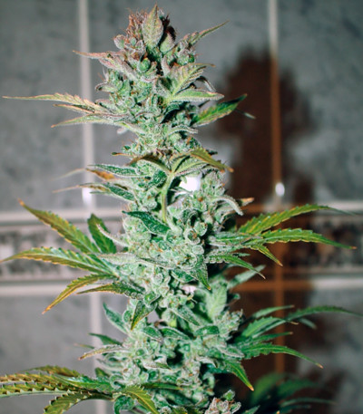 Сорт Auto Galaxy fem (Pyramid Seeds) Сорт Auto Galaxy fem (Pyramid Seeds) — изображение 4