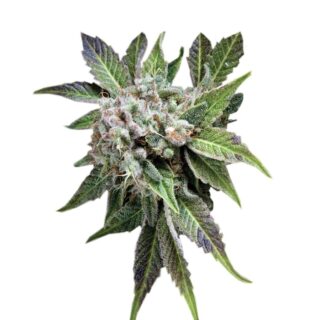 Сорт Blue Pyramid fem (Pyramid Seeds)