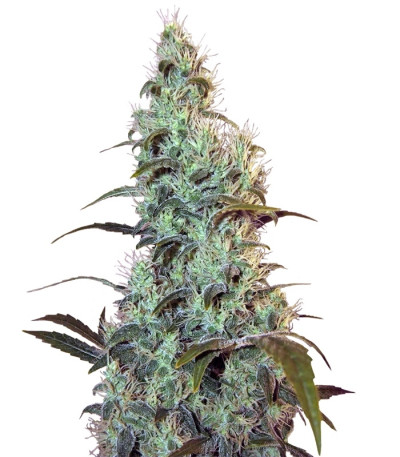 Сорт Bubblelicious fem (Nirvana Seeds) Сорт Bubblelicious fem (Nirvana Seeds)