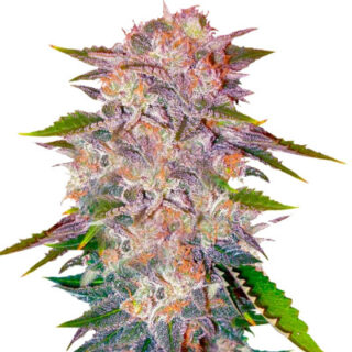 Сорт Caramelo fem (Delicious Seeds)
