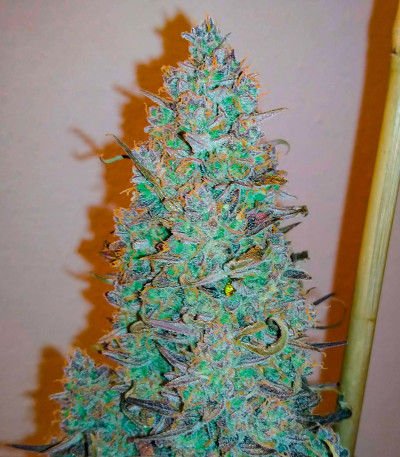 Сорт Choco Thai Auto fem (Herbies Seeds) Сорт Choco Thai Auto fem (Herbies Seeds) — изображение 3