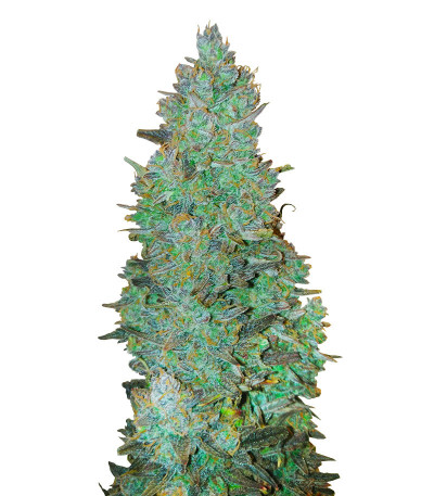 Сорт Choco Thai Auto fem (Herbies Seeds) Сорт Choco Thai Auto fem (Herbies Seeds)