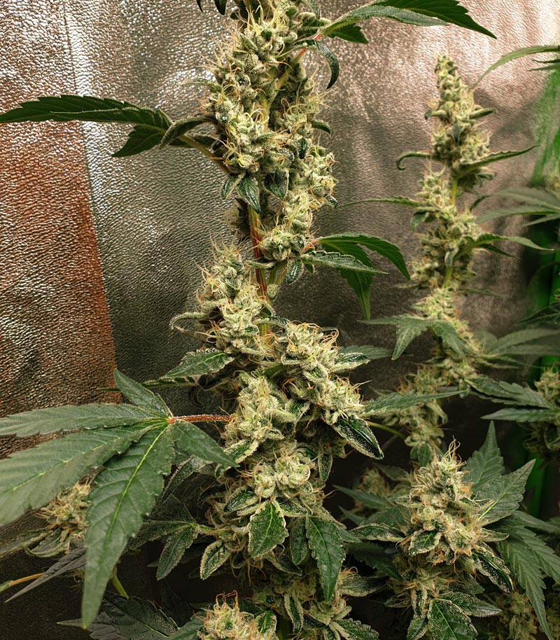 Cорт Cookies USA fem (Pyramid Seeds) Cорт Cookies USA fem (Pyramid Seeds) — изображение 3