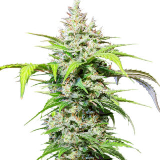 Сорт DC Cure 1:1 Auto CBD fem (Doctor's Choice) Сорт DC Cure 1:1 Auto CBD fem (Doctor's Choice)