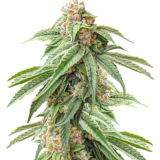 Сорт Delicious Cookies fem (Delicious Seeds) Сорт Delicious Cookies fem (Delicious Seeds)