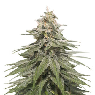 Сорт Eleven Roses Early Version fem (Delicious Seeds) Сорт Eleven Roses Early Version fem (Delicious Seeds)
