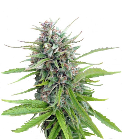 Сорт Exodus Cheese fem (GHS) Сорт Exodus Cheese fem (GHS)