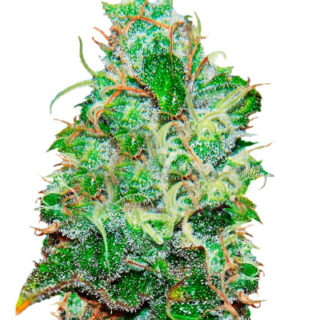 Сорт Fruity Chronic Juice fem (Delicious Seeds) Сорт Fruity Chronic Juice fem (Delicious Seeds)