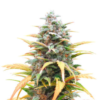 Сорт Gelato Auto fem (Herbies Seeds)