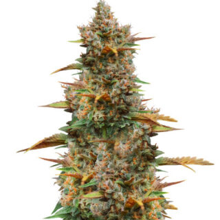 Сорт Godzilla Cookies Auto fem (Herbies Seeds)