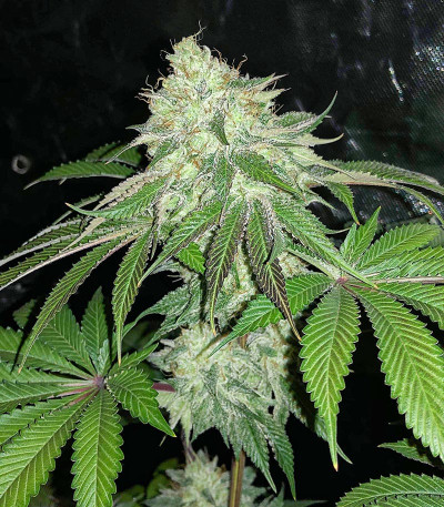 Сорт Heavy Kickers Mix fem (Herbies Seeds) Сорт Heavy Kickers Mix fem (Herbies Seeds) — изображение 4