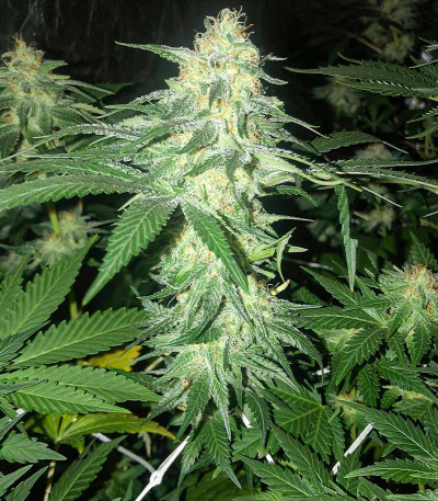 Сорт Heavy Kickers Mix fem (Herbies Seeds) Сорт Heavy Kickers Mix fem (Herbies Seeds) — изображение 5