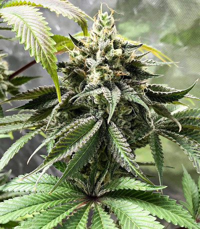 Сорт Heavy Kickers Mix fem (Herbies Seeds) Сорт Heavy Kickers Mix fem (Herbies Seeds) — изображение 3