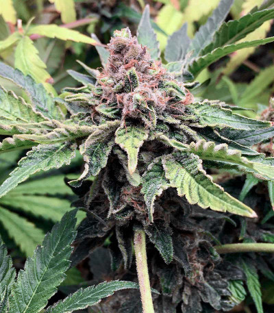 Сорт Heavy Kickers Mix fem (Herbies Seeds) Сорт Heavy Kickers Mix fem (Herbies Seeds) — изображение 8