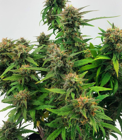 Сорт Golosa Early Version fem (Delicious Seeds) Сорт Golosa Early Version fem (Delicious Seeds) — изображение 7