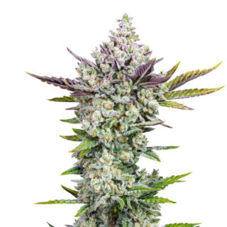 Сорт Gorilla Cookies Auto fem (FastBuds)