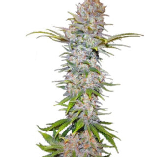 Сорт Jock Horror Automatic fem (Nirvana Seeds) Сорт Jock Horror Automatic fem (Nirvana Seeds)