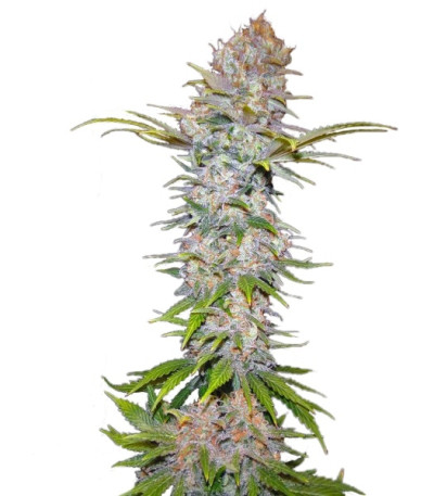Сорт Jock Horror Automatic fem (Nirvana Seeds) Сорт Jock Horror Automatic fem (Nirvana Seeds)