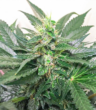 Сорт Amnesia Haze (Haze 1) fem (Nirvana Seeds) Сорт Amnesia Haze (Haze 1) fem (Nirvana Seeds) — изображение 5