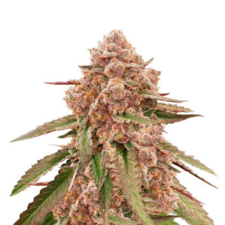 Сорт King's Juice fem (GHS) Сорт King's Juice fem (GHS)