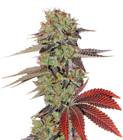 Сорт King’s Kush Auto fem (GHS) Сорт King’s Kush Auto fem (GHS)